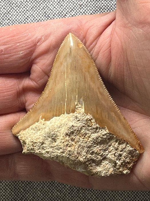 Megalodons tand 7,2 cm - Fossiele tand - Carcharocles, Verzamelen, Mineralen en Fossielen