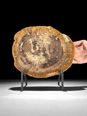 Prachtige schijf versteend hout op een op maat gemaakte