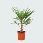 Green Bubble - TF21VDA Trachycarpus Fortunei - 100 cm, Tuin en Terras, Planten | Tuinplanten, Ophalen of Verzenden