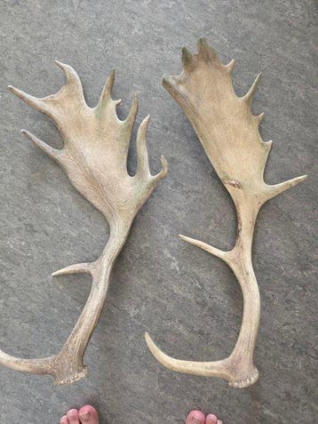 Eland Gewei - Eland gewei - 30 cm - 10 cm - 25 cm - (2)