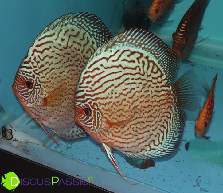 ***SCHITTERENDE DISCUS KOPPELS*** Discusvissen kweekkoppels, Dieren en Toebehoren, Vissen | Aquariumvissen, Vis, Zoetwatervis