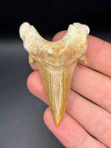 Haai - Fossiele tand - Otodus Obliquus - 6.72 cm (Zonder, Verzamelen, Mineralen en Fossielen