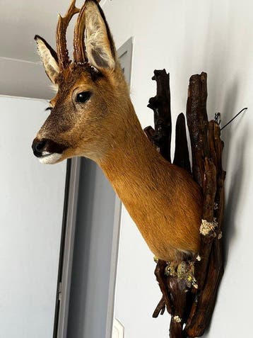 Ree Taxidermie volledige montage - Capreolus capreolus - 74, Verzamelen, Nieuw