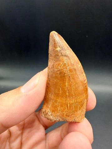 Dinosaurus - Fossiele tand - carcharodontosaurus saharicus -, Verzamelen, Mineralen en Fossielen
