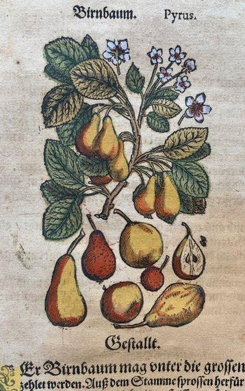 Pietro Andrea Mattioli - Contemporary hand-coloured leaf