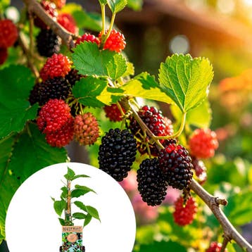 Morus rotundiloba BonBonBerry® Mojo Berry container (P15), Verzenden
