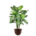 Dieffenbachia kunstplant, H115cm, Ophalen of Verzenden, Overige soorten, 100 tot 150 cm