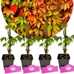 Parthenocissus quinquefolia + pot 9cm 4 pcs, Verzenden, Volle zon