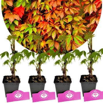 Parthenocissus quinquefolia + pot 9cm 4 pcs, Tuin en Terras, Verzenden, Volle zon