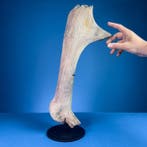 Megalocero fossiele hoorns, deel - Fossiel bot - Megaloceros