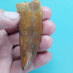 Dinosaurus - Fossiele tand - Carcharodontosaurus sp. - 85 mm