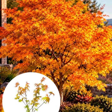Japanse esdoorn ‘Orange Dream’ container (P19) Sierplant, Tuin en Terras, Verzenden, Overige soorten, Struik