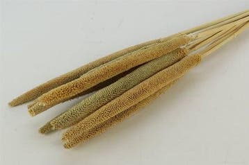 Babala Naturel 10pc 65-70 Bundel droogbloemen vaste pluimen, Huis en Inrichting, Ophalen of Verzenden, Nieuw