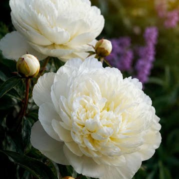 Paeonia Duchesse de Nemours Vaste planten, Raskleur, Tuin en Terras, Verzenden, Vaste plant, Overige soorten