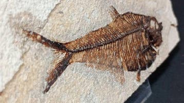 Pez Fósil - Fossiele plaatmatrix - Diplomystus Dentatus -, Verzamelen