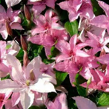Clematis „Hagley Hybrid” container (C2) Sierplanten, Roz, Tuin en Terras, Verzenden, Overige soorten, Struik