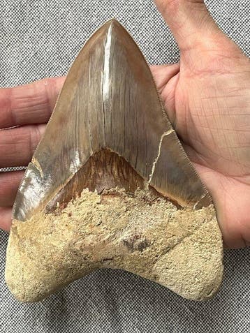 Grote Megalodon-tand, 13,8 cm - Fossiele tand - Carcharocles