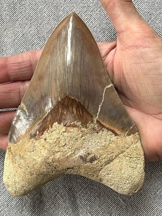 Grote Megalodon-tand, 13,8 cm - Fossiele tand - Carcharocles, Verzamelen, Mineralen en Fossielen