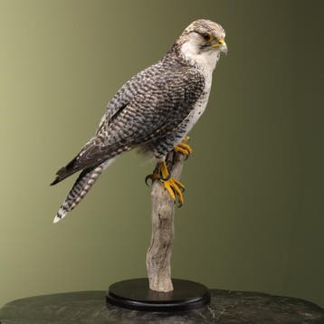 Hybride Valk Taxidermie Opgezette Dieren By Max, Verzamelen, Ophalen of Verzenden, Nieuw, Vogel, Opgezet dier