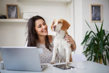 Beagle of Basset? Verzeker je hond slim tegen hoge kosten, Dieren en Toebehoren, Nederland, Handelaar, 8 tot 15 weken, Meerdere