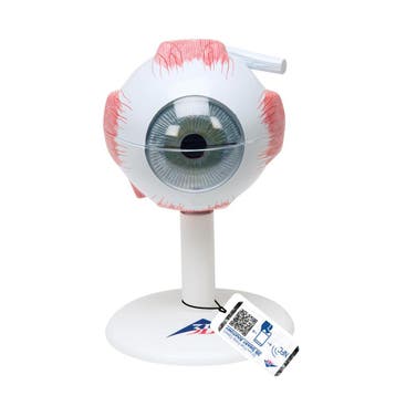 Anatomie model oog, 6-delig, 9x9x15 cm, Nieuw