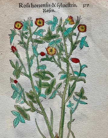Leonhart Fuchs - Primi de stirpium historia commentariorum
