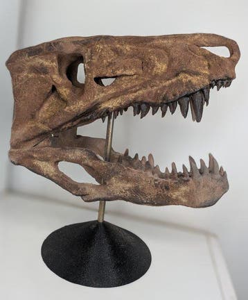 Fossiele schedel - Postosuchus kirkpatricki - Museum Grade