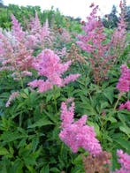 Astilbe c 'Pumila' spirea-dwergspirea paars p9 bodembedekker, Tuin en Terras, Planten | Tuinplanten, Ophalen of Verzenden, Zomer