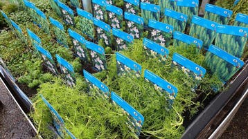 zuurstof-, vijverplanten groot assortiment Twente, Bovis, Ophalen, Nieuw