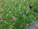 Armeria maritima , engels gras in roze en wit P9, Ophalen of Verzenden, Zomer, Vaste plant, Volle zon