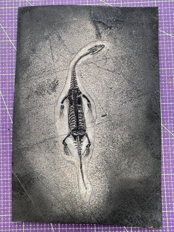 Fossiel reptiel: Keichousaurus – zeldzaam getuigenis uit het