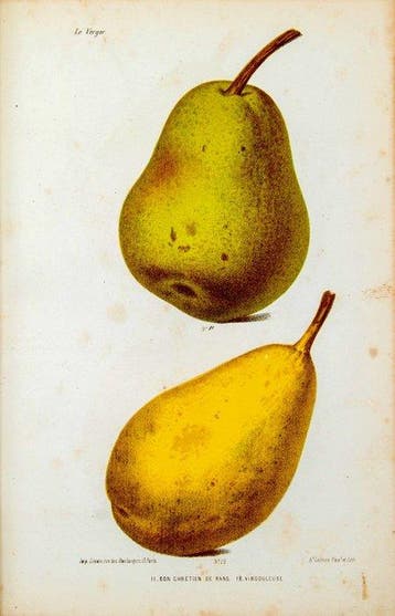 Alphonse Mas / A. Lefèvre - Le Verger - 1865-1874