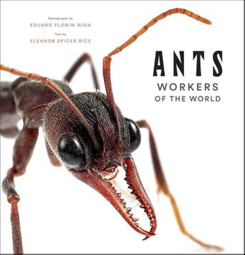 Ants: Workers Of The World | Eleanor Spicer Rice, Ophalen of Verzenden, Zo goed als nieuw, Eleanor Spicer Rice