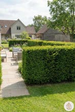 Taxus Media Hillii 60-80 cm - Pot, Tuin en Terras, Planten | Struiken en Hagen