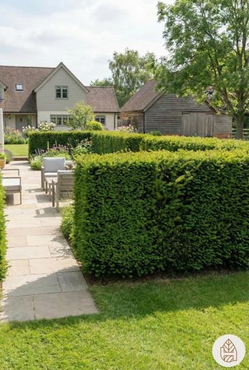 Taxus Media Hillii 60-80 cm - Pot