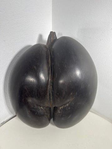 sculptuur, COCO DE MER Seychelles, primi 900’ Noce di, Nieuw