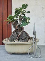 Vijgenboom bonsai (Ficus) - Hoogte (boom): 23 cm - Diepte