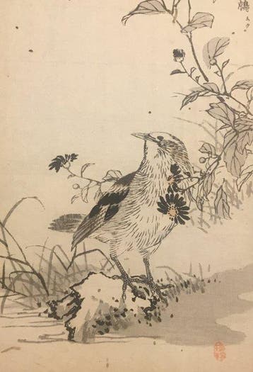 Een grijze spreeuw ( , Muku) - Kono Bairei (1844-1895) -