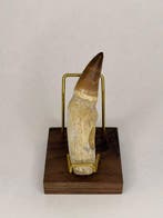 Mosasaurus - Fossiele tand - 10 cm - 2.5 cm (Zonder