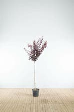 Prunus cerasifera Nigra halfstam 150cm stam