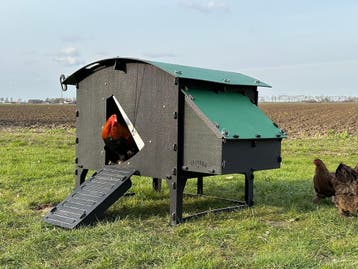 Kunststof Kippenhok - Nestera Large Op Pootjes - Afhalen, Dieren en Toebehoren, Pluimvee | Toebehoren, Ophalen of Verzenden, Nieuw