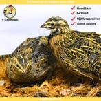 Jonge harkelijn kwartels - Koppels te koop - Veel keus, Dieren en Toebehoren, Meerdere dieren, Overige soorten