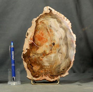 Groot en decoratief versteend hout op standaard - Gepolijst