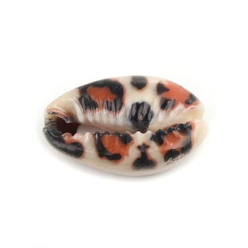 5 x handbeschilderde kauri schelp kralen met luipaard mot..., Ophalen of Verzenden, Nieuw, Kraal