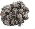 Dennenappel Oostenrijkers White Tip 1 kilo, Ophalen of Verzenden, Nieuw