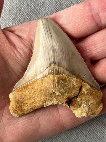 Megalodon-tand 7,8 cm - Fossiele tand - Carcharocles