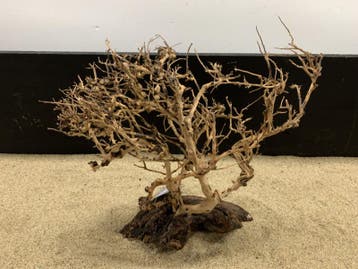 Osaka Bonsai Tree nr 23 - 35x16x37cm - aquascaping boom, Ophalen of Verzenden, Nieuw, Plant(en), Steen of Hout