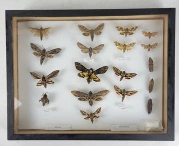 Vlinder Taxidermie volledige montage - Sphingidae (Sphinx) -, Verzamelen, Nieuw