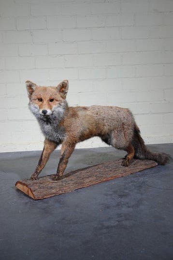 Rode vos Taxidermie volledige montage - Vulpes vulpes ----NO, Nieuw