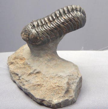 Fossiel - Gefossiliseerd dier - Phacops - 5.5 cm, Verzamelen, Mineralen en Fossielen